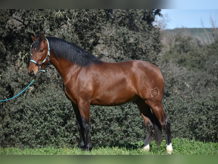 PRE Hengst 3 Jahre 166 cm Brauner in El Real De La Jara, Sevilla