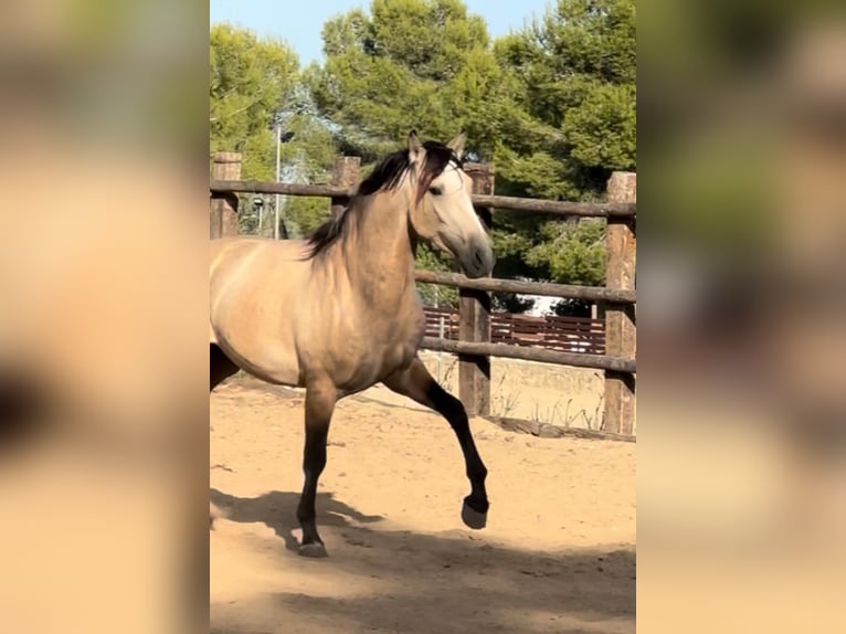 PRE Mix Hengst 3 Jahre 166 cm Buckskin in El Catllar