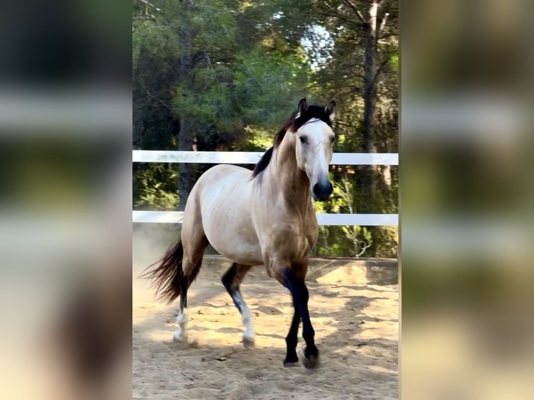 PRE Mix Hengst 3 Jahre 166 cm Buckskin in El Catllar