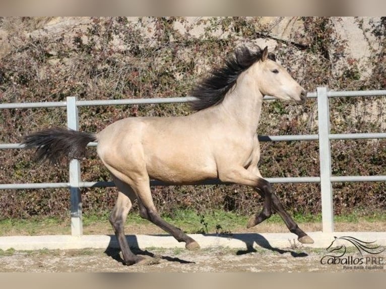 PRE Hengst 3 Jahre 166 cm Buckskin in Barcelona