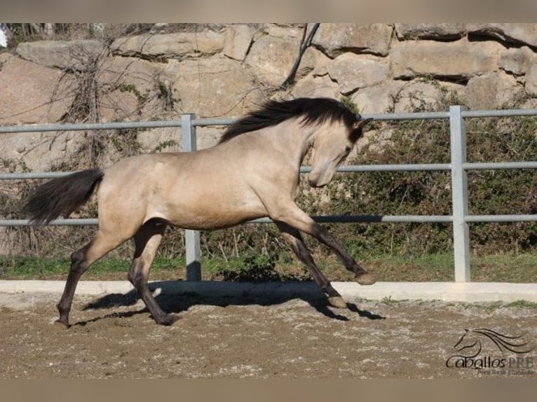 PRE Hengst 3 Jahre 166 cm Buckskin in Barcelona