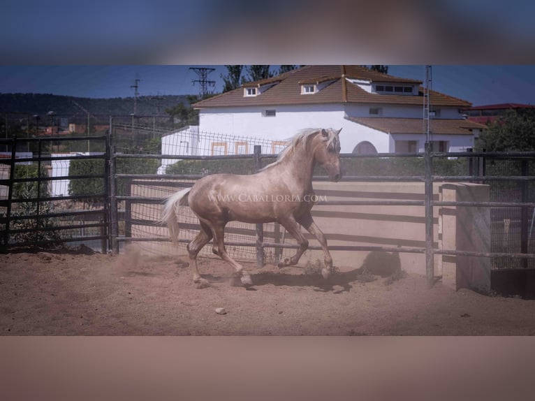 PRE Hengst 3 Jahre 166 cm Palomino in Rafelguaraf