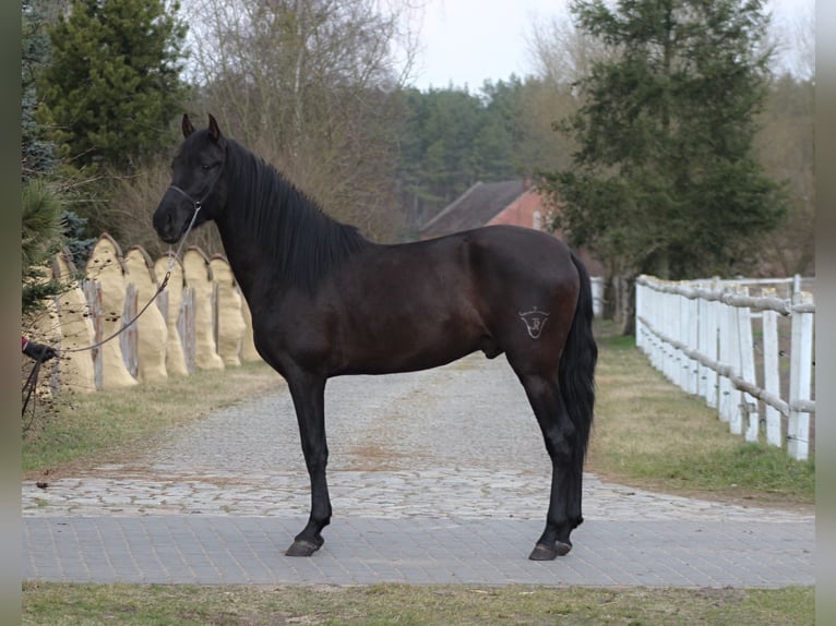 PRE Hengst 3 Jahre 166 cm Rappe in Santok