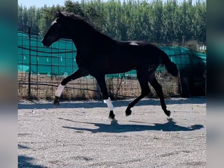 PRE Hengst 3 Jahre 166 cm Rappe in Santok