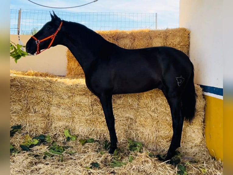 PRE Hengst 3 Jahre 166 cm Rappe in Santok