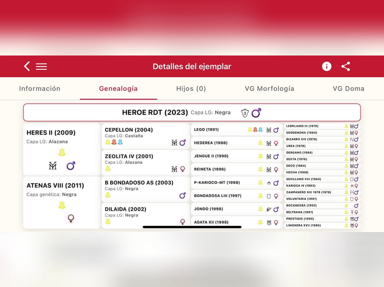 PRE Hengst 3 Jahre 166 cm Rappe in Santok