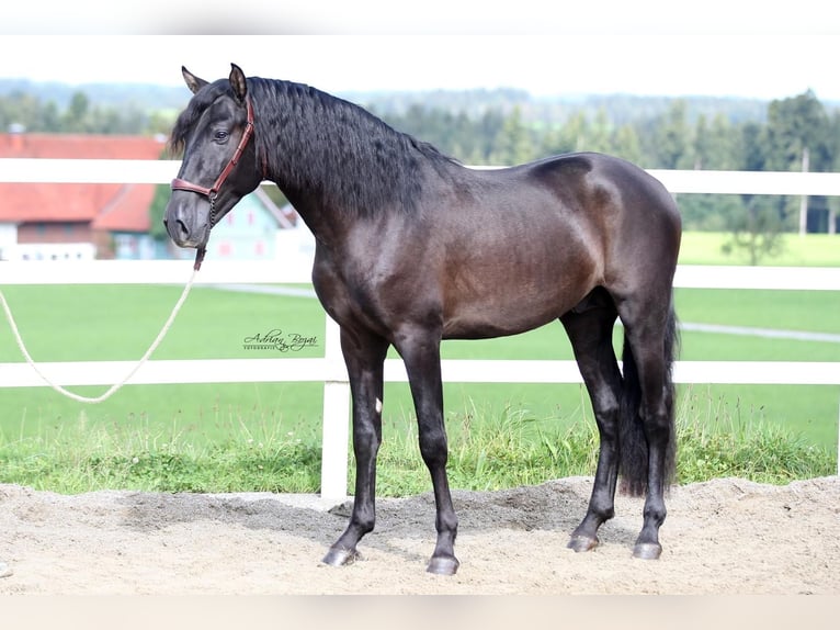 PRE Hengst 3 Jahre 166 cm Rappe in Sigmarszell