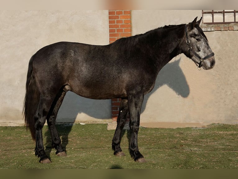 PRE Mix Hengst 3 Jahre 166 cm Rappschimmel in Teldau