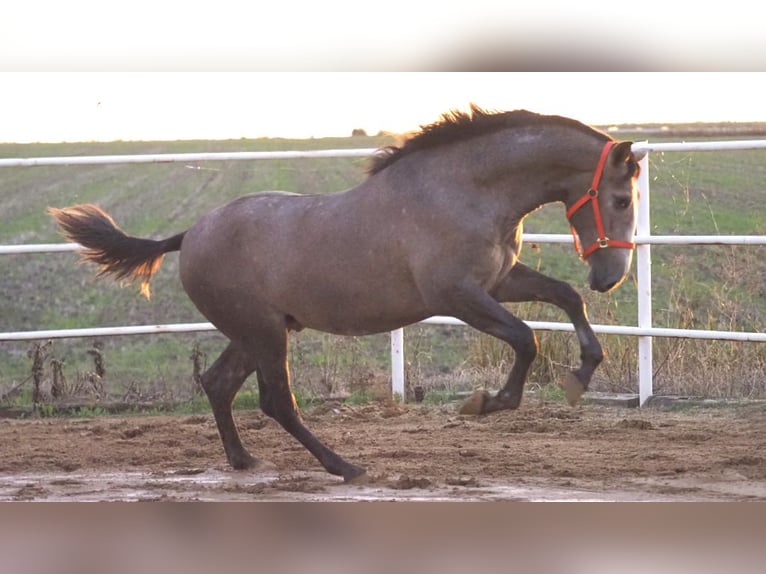 PRE Mix Hengst 3 Jahre 166 cm Schimmel in NAVAS DEL MADRONO