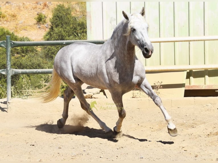 PRE Hengst 3 Jahre 166 cm Schimmel in Provinz Malaga