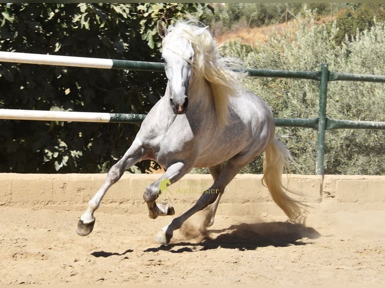 PRE Hengst 3 Jahre 166 cm Schimmel in Provinz Malaga