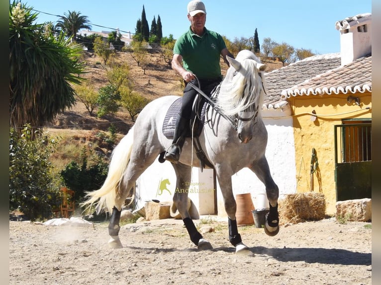 PRE Hengst 3 Jahre 166 cm Schimmel in Provinz Malaga