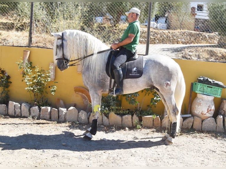 PRE Hengst 3 Jahre 166 cm Schimmel in Provinz Malaga