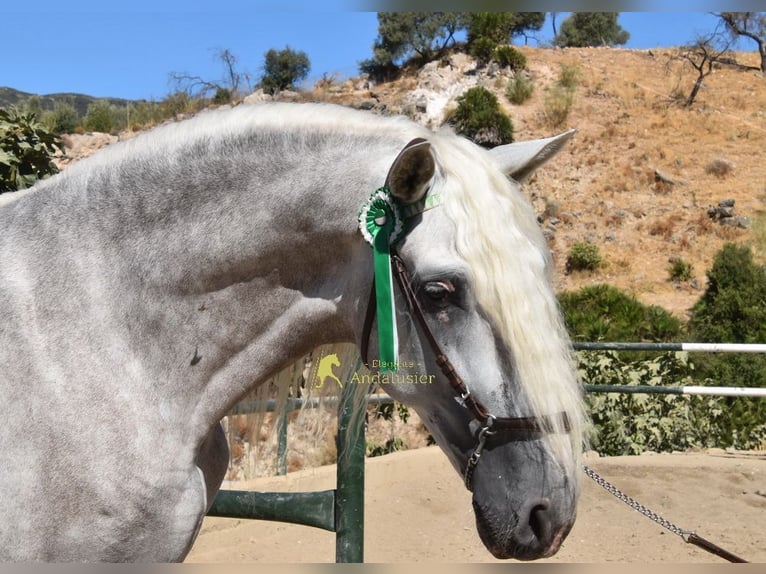 PRE Hengst 3 Jahre 166 cm Schimmel in Provinz Malaga