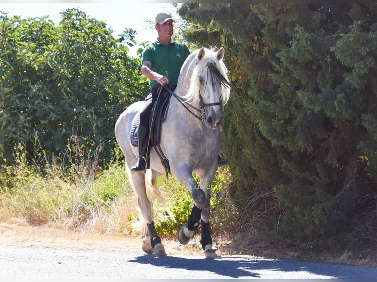PRE Hengst 3 Jahre 166 cm Schimmel in Provinz Malaga