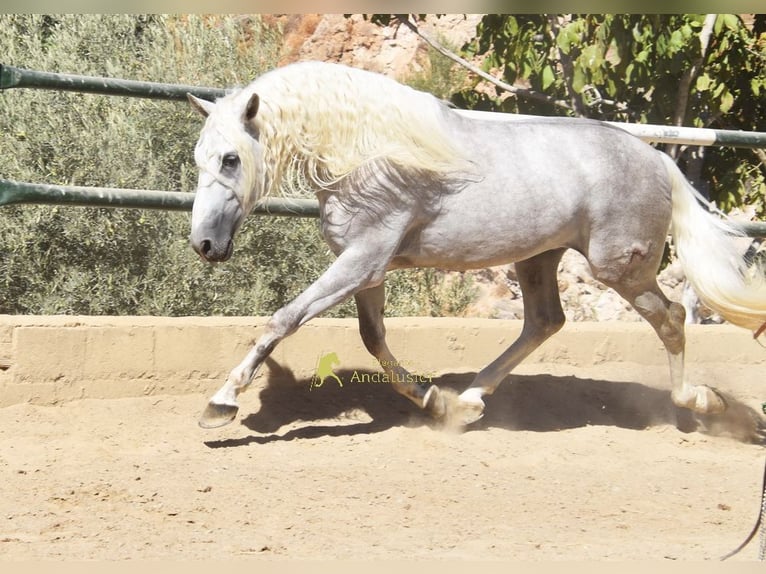 PRE Hengst 3 Jahre 166 cm Schimmel in Provinz Malaga