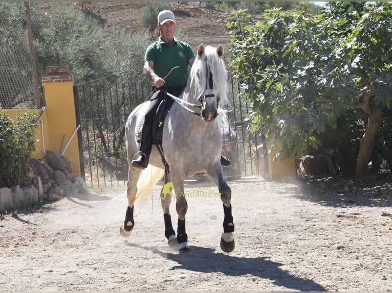 PRE Hengst 3 Jahre 166 cm Schimmel in Provinz Malaga