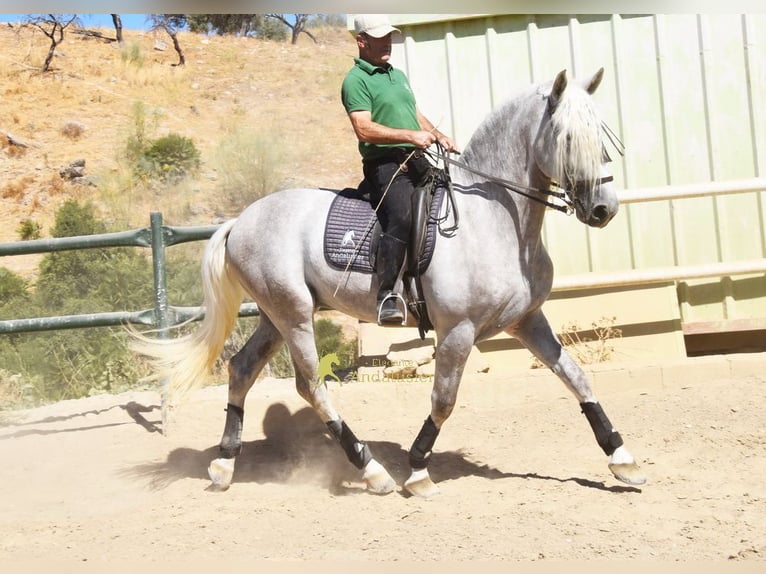 PRE Hengst 3 Jahre 166 cm Schimmel in Provinz Malaga