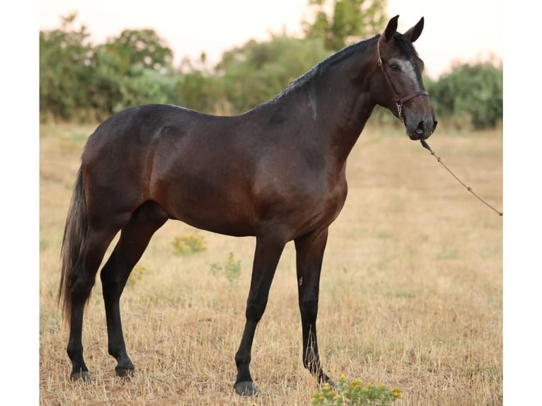 PRE Mix Hengst 3 Jahre 166 cm Schimmel in Navas Del Madroño