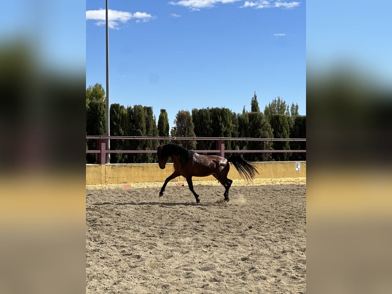 PRE Mix Hengst 3 Jahre 167 cm Brauner in Albacete