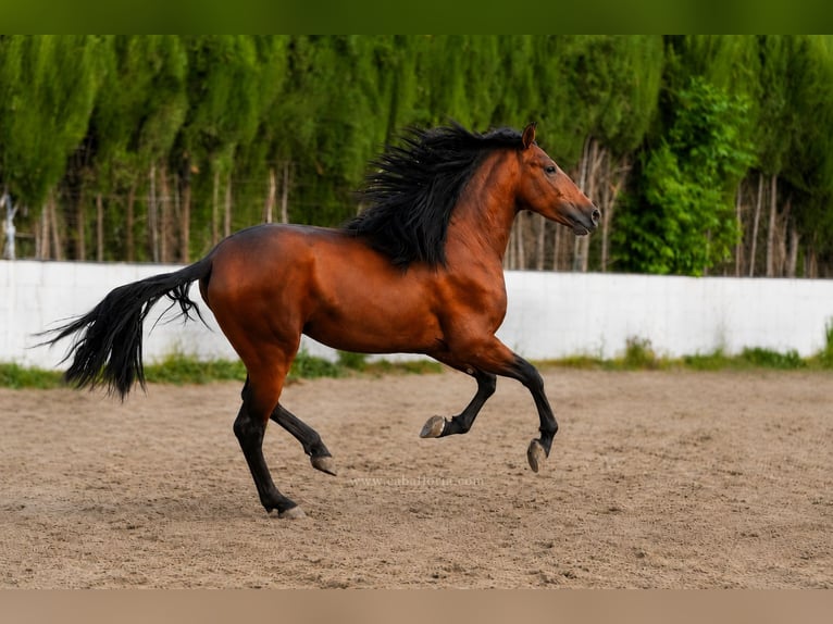 PRE Mix Hengst 3 Jahre 167 cm Brauner in Valencia