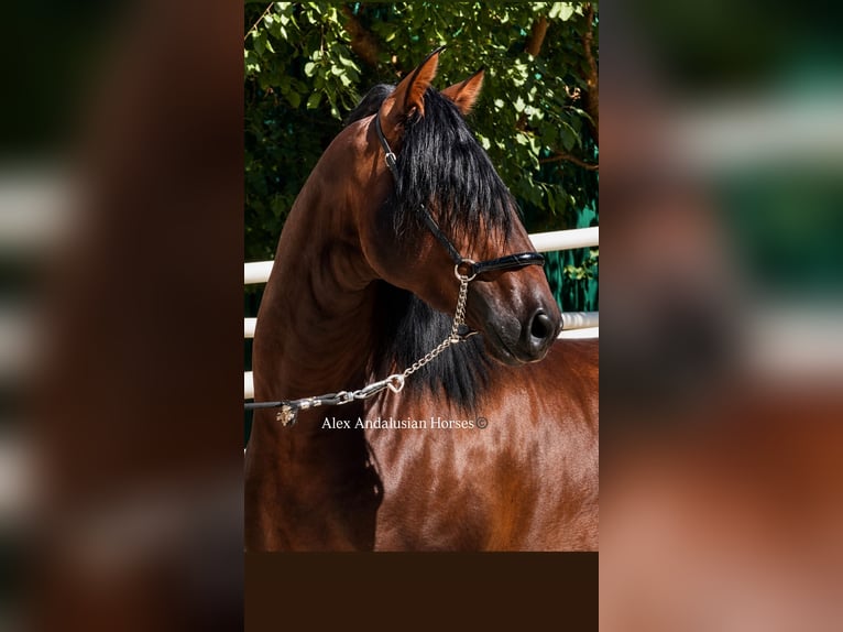 PRE Mix Hengst 3 Jahre 167 cm Dunkelbrauner in Sevilla