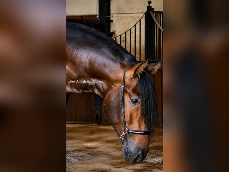 PRE Mix Hengst 3 Jahre 167 cm Dunkelbrauner in Sevilla