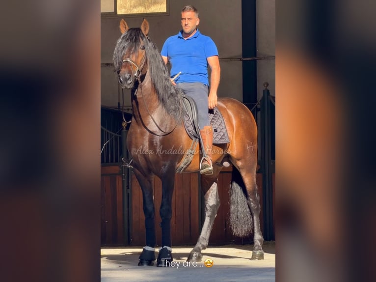 PRE Mix Hengst 3 Jahre 167 cm Dunkelbrauner in Sevilla