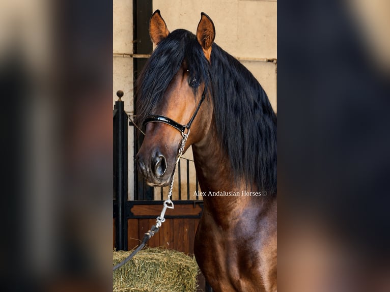 PRE Mix Hengst 3 Jahre 167 cm Dunkelbrauner in Sevilla