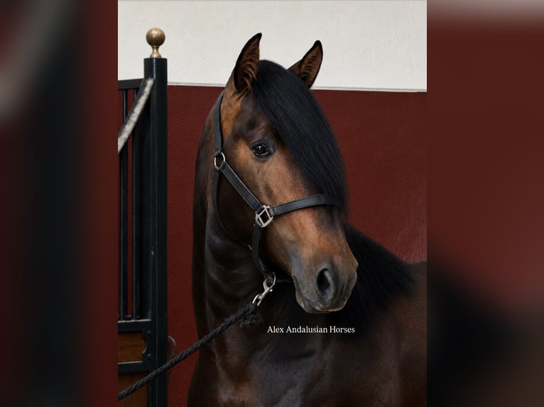 PRE Mix Hengst 3 Jahre 167 cm Dunkelbrauner in Sevilla