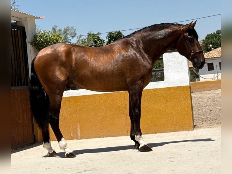 PRE Mix Hengst 3 Jahre 167 cm Dunkelbrauner in Neu-Anspach