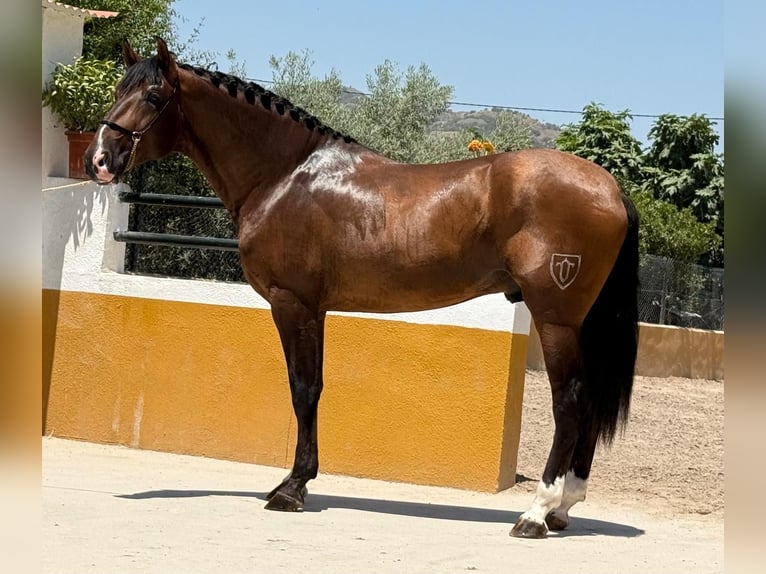 PRE Mix Hengst 3 Jahre 167 cm Dunkelbrauner in Neu-Anspach