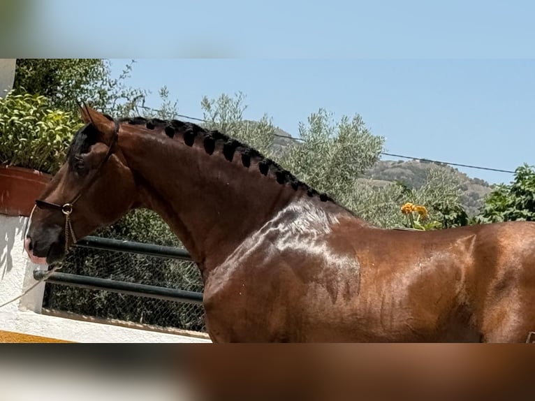 PRE Mix Hengst 3 Jahre 167 cm Dunkelbrauner in Neu-Anspach