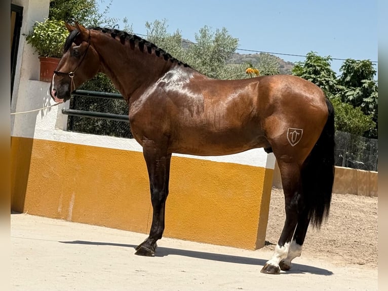 PRE Mix Hengst 3 Jahre 167 cm Dunkelbrauner in Neu-Anspach