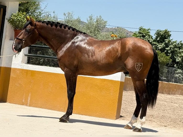 PRE Mix Hengst 3 Jahre 167 cm Dunkelbrauner in Neu-Anspach