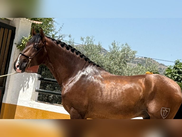 PRE Mix Hengst 3 Jahre 167 cm Dunkelbrauner in Neu-Anspach