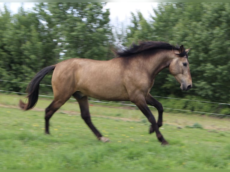 PRE Hengst 3 Jahre 167 cm Falbe in Villamor de Órbigo