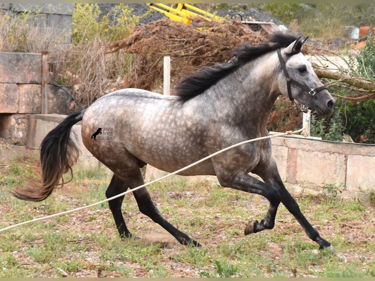 PRE Hengst 3 Jahre 167 cm Falbe in Mallorca