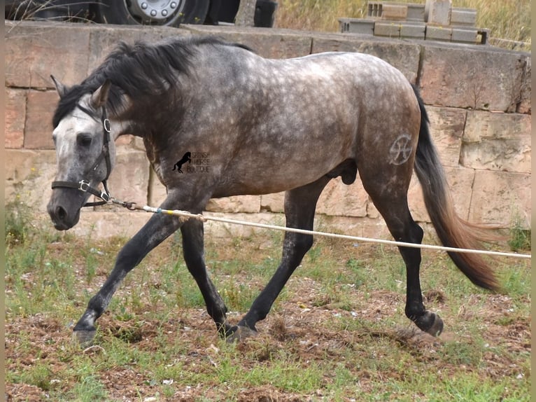 PRE Hengst 3 Jahre 167 cm Falbe in Mallorca