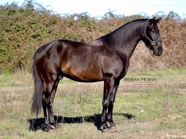 PRE Mix Hengst 3 Jahre 167 cm Rappe in Navas Del Madro&#xF1;o