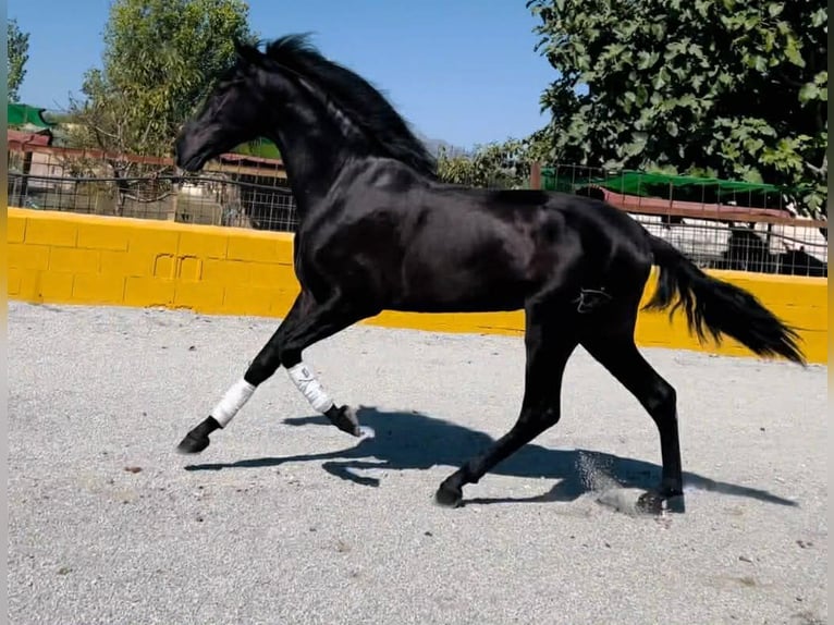 PRE Hengst 3 Jahre 167 cm Rappe in Santok