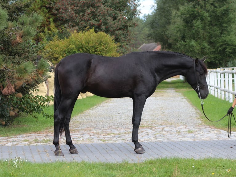 PRE Hengst 3 Jahre 167 cm Rappe in Santok