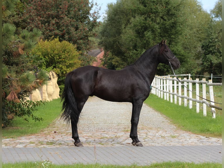 PRE Hengst 3 Jahre 167 cm Rappe in Santok