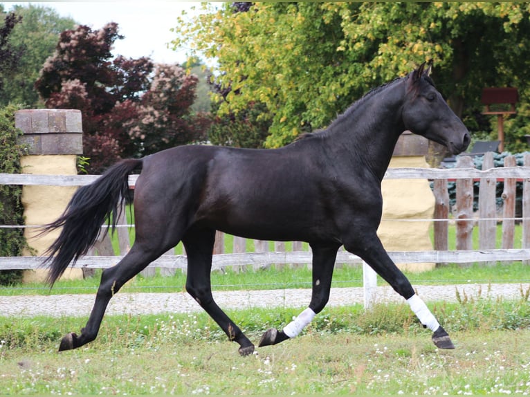 PRE Hengst 3 Jahre 167 cm Rappe in Santok