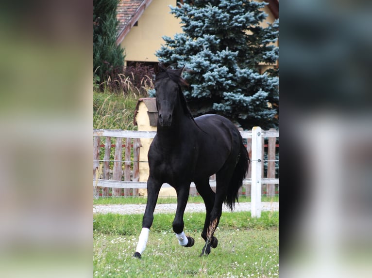 PRE Hengst 3 Jahre 167 cm Rappe in Santok