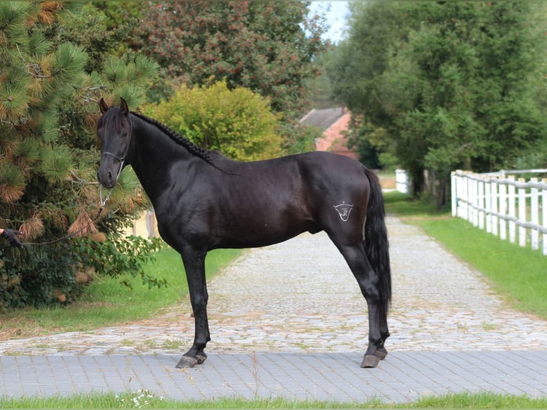 PRE Hengst 3 Jahre 167 cm Rappe in Santok
