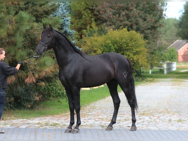 PRE Hengst 3 Jahre 167 cm Rappe in Santok