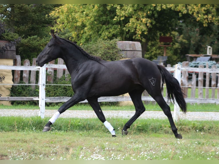 PRE Hengst 3 Jahre 167 cm Rappe in Santok