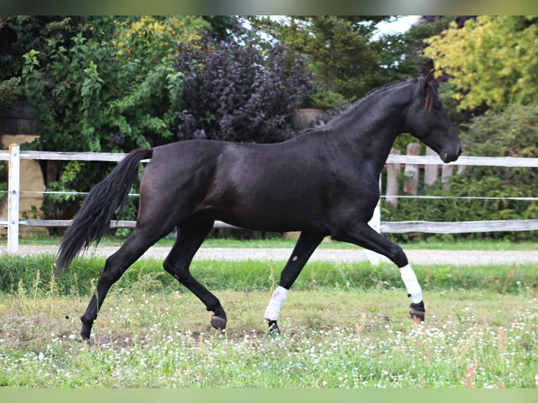 PRE Hengst 3 Jahre 167 cm Rappe in Santok