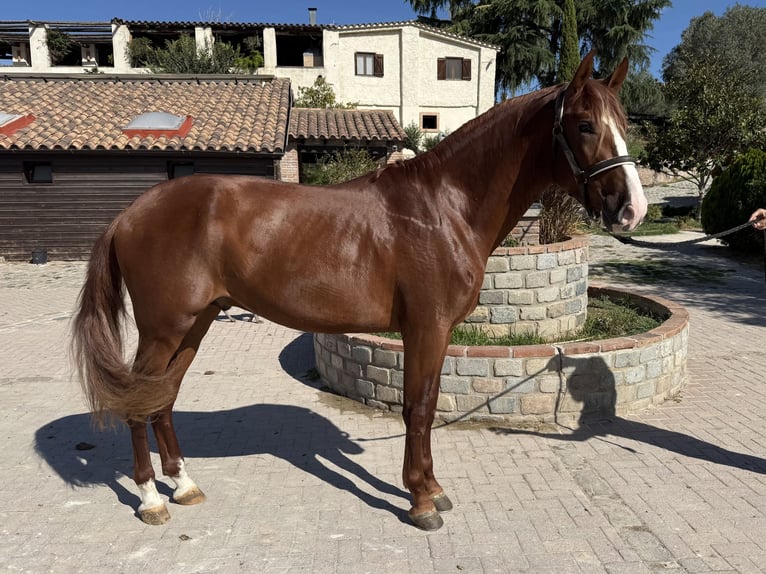 PRE Mix Hengst 3 Jahre 167 cm Rotfuchs in Barcelona